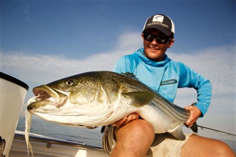 stripers online fly fishing|striped bass on the fly.